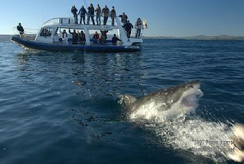 boat based great white shark viewing in Gansbaai RSA by Fiona Ayerst 